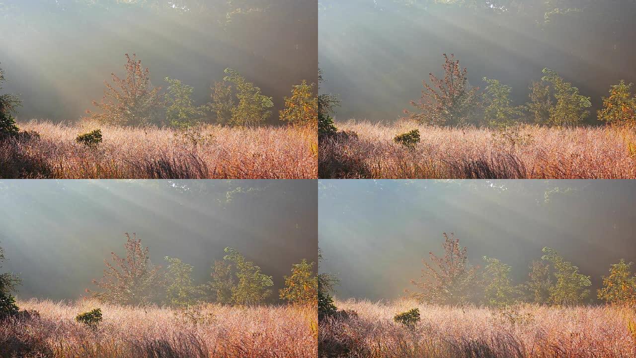 风景 -- 春天草地上有雾的早晨。河谷的日出。