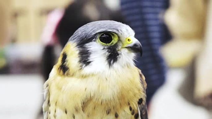 lanner falcon，Falco biarmicus，中型猛禽特写镜头