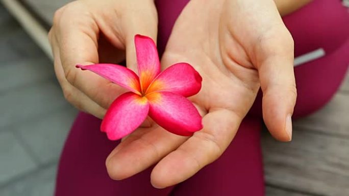 粉色素馨花特写