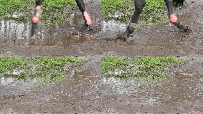 马的腿在水坑中穿过水，慢动作
