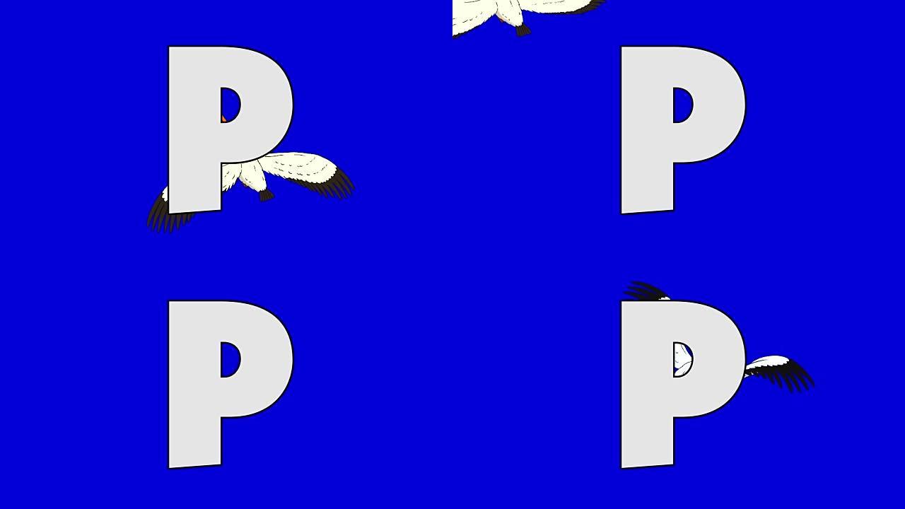 字母P和鹈鹕 (背景)