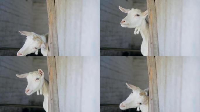 白山羊从谷仓里偷看。
