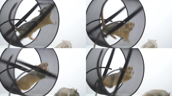 一只有趣的鼠标在运行轮中跳跃并奔跑，在背景中还有另一只鼠标，慢动作