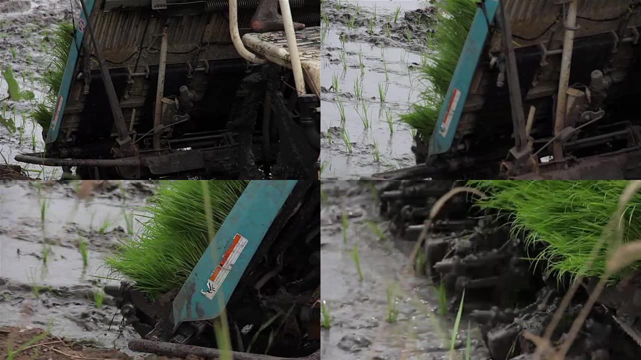 泰国的工人和机器移植水稻幼苗