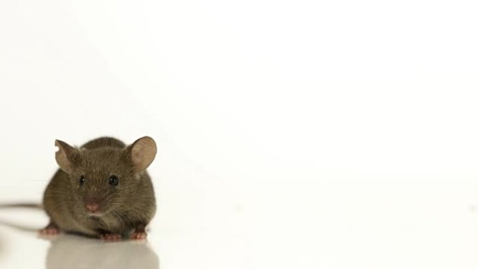 实验室小鼠
