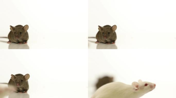 实验室小鼠