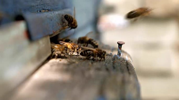 蜜蜂在托盘里飞翔。蜂巢入口。