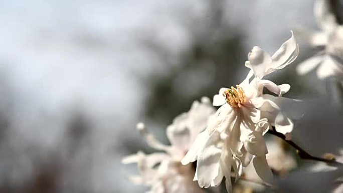 木兰开花