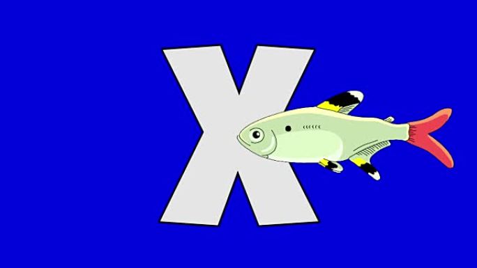 字母X和x射线鱼 (前景)