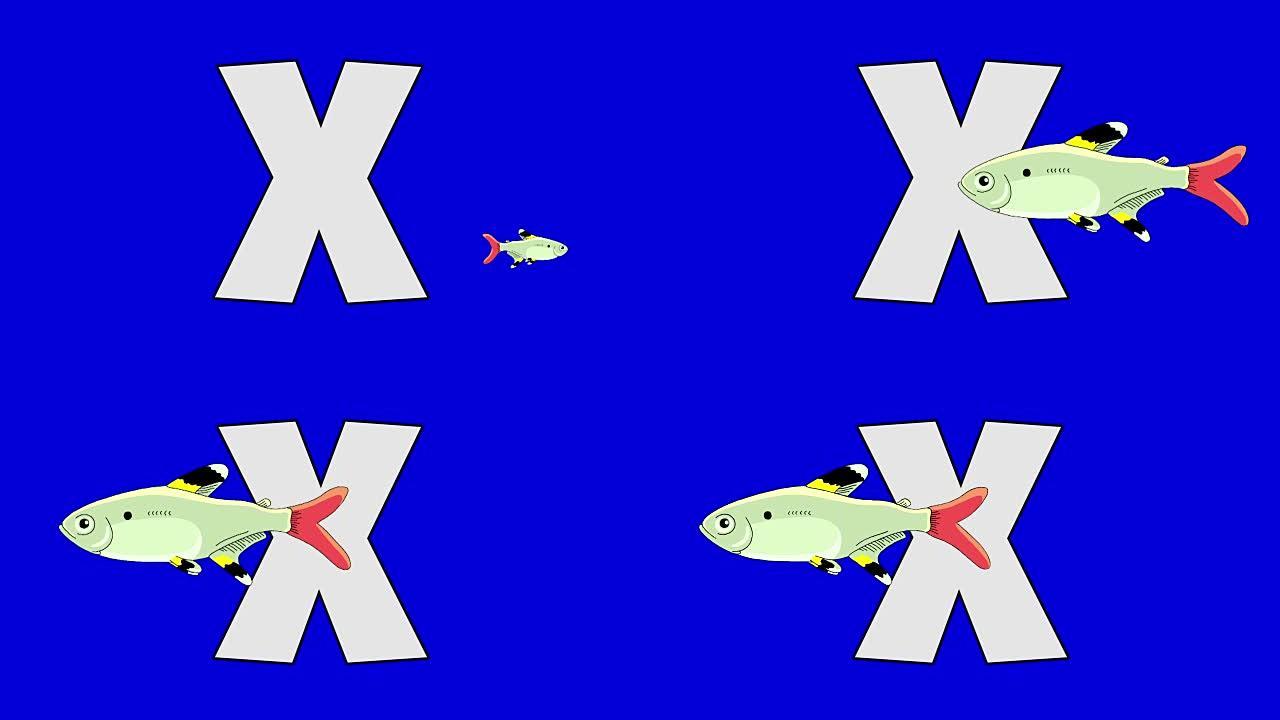 字母X和x射线鱼 (前景)