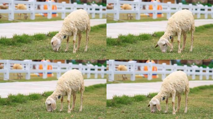 绵羊在农场吃草