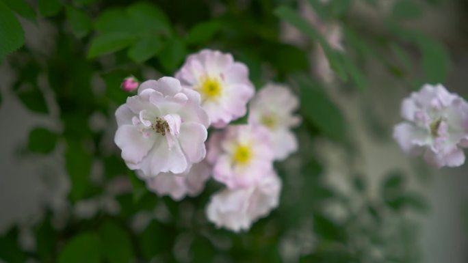 蔷薇 蔷薇花 月季花 粉色花 蔷薇开花