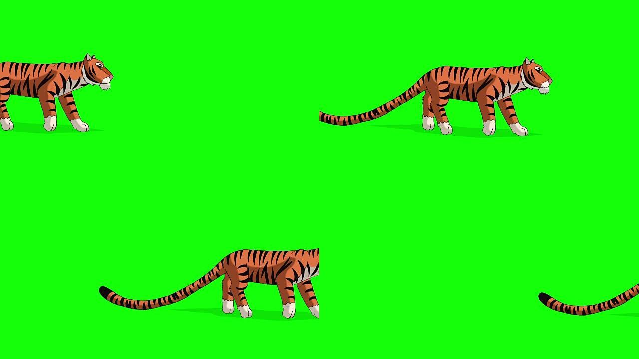 老虎走路。孤立在绿色屏幕上的动画运动图形