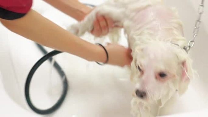 女人在白色大浴缸里洗白色的小马耳他狗