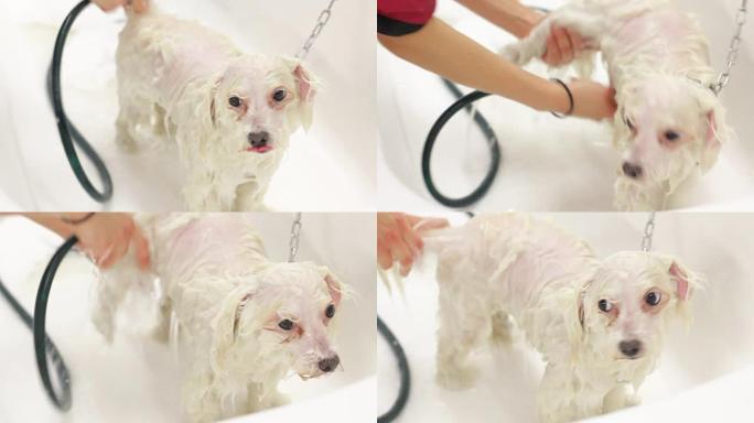 女人在白色大浴缸里洗白色的小马耳他狗