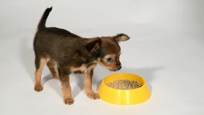 小狗玩具狗从碗里吃东西。
