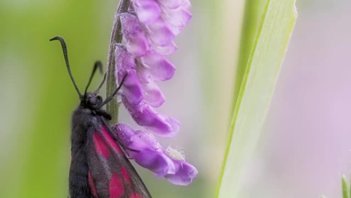 一只黑色粉红斑点蝴蝶挂在茎上FS700奥德赛7Q 4K