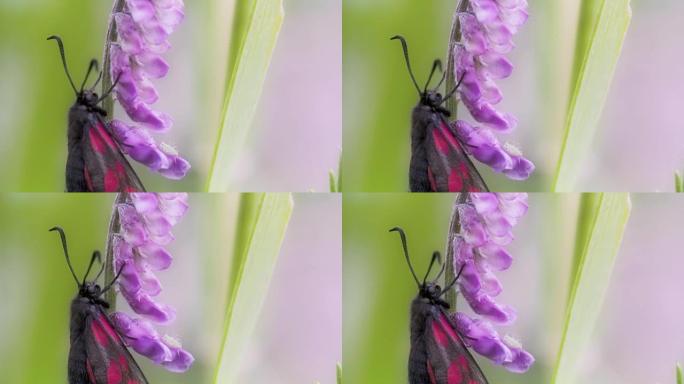 一只黑色粉红斑点蝴蝶挂在茎上FS700奥德赛7Q 4K