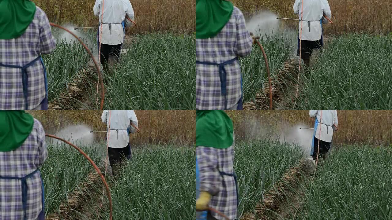 农民在泰国的洋葱田喷洒农药