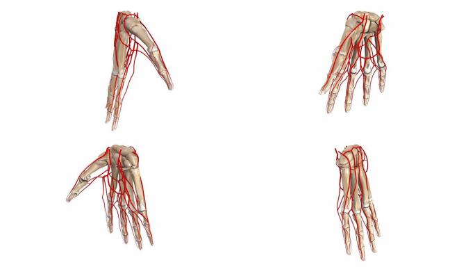 手掌与动脉