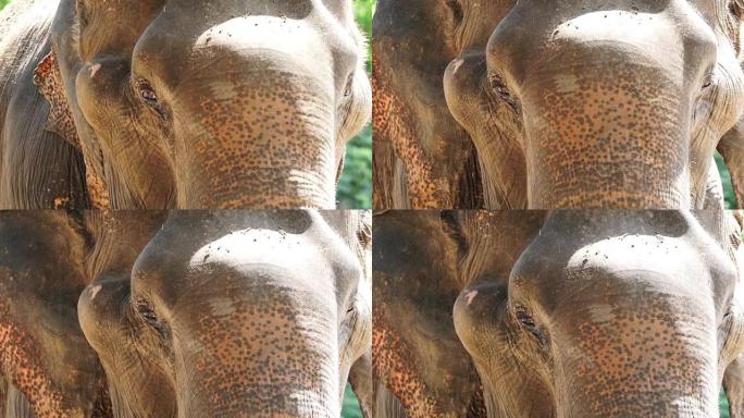 亚洲印度大象的特写镜头。美丽的生物在运动中眨眼的眼睛和移动的耳朵