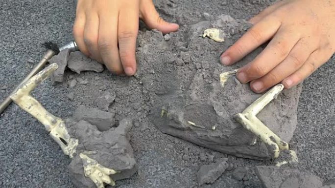 孩子从岩石上挖掘恐龙骨骼