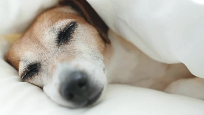 狗的枪口哼了一声，睡在白色舒适的家庭床上。