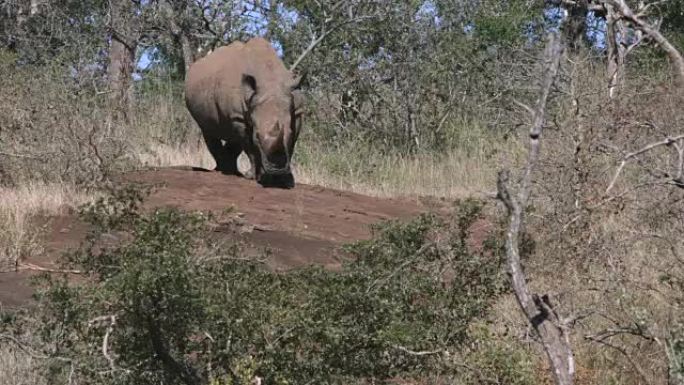 白犀牛站在岩石上四处张望。