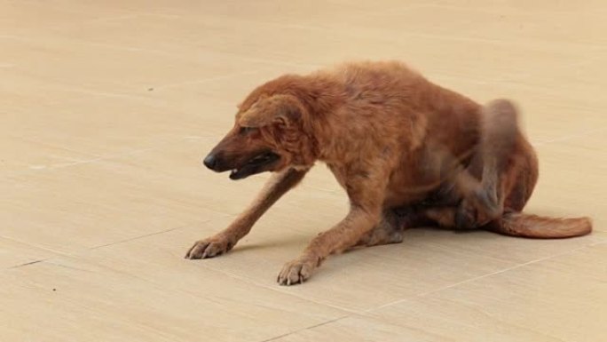 肮脏的狗在水泥地板上抓痒。