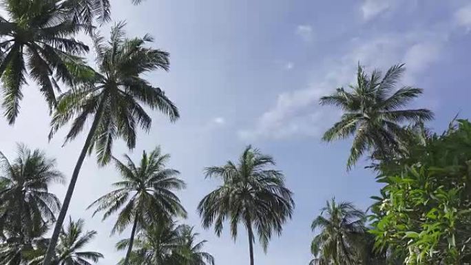 在热带度假胜地solnetsny蓝天的背景下，从棕榈树顶部下方的全景