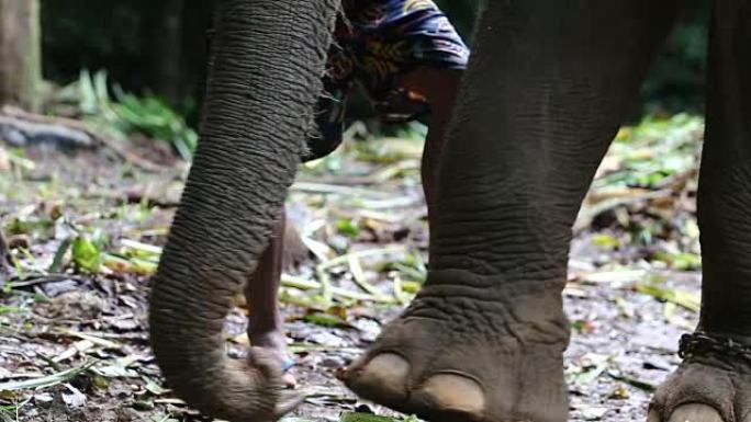 野生生物大象独自站在热带深林
