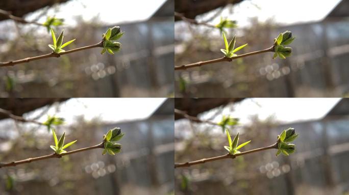 第一个春天温柔的叶子，芽和树枝