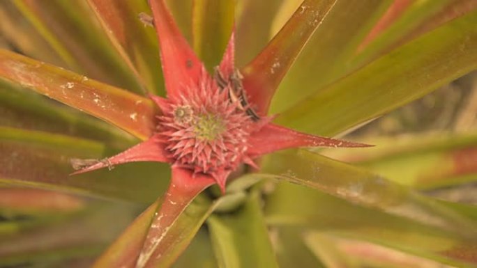 胚芽，菠萝花，特写，泰国，Koh Kood