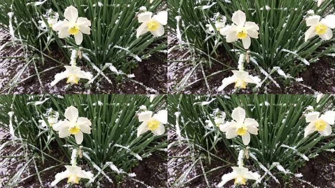 异常天气。五月降雪。雪落在盛开的花坛上
