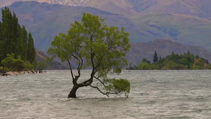 新西兰瓦纳卡湖的孤树