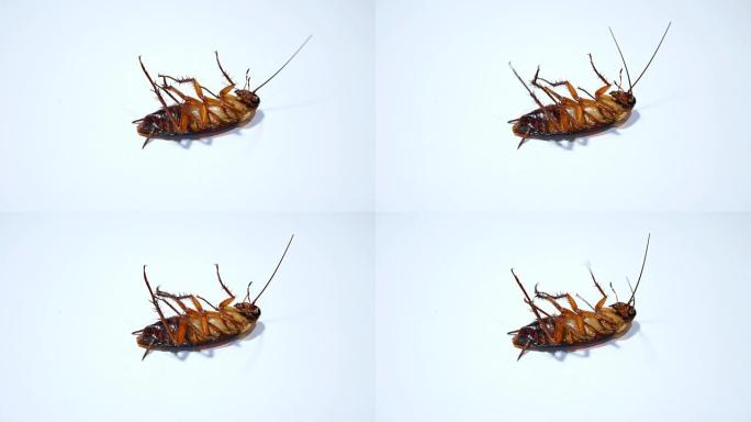 蟑螂垂死的白色背景特写4k