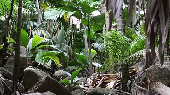 塞舌尔普拉兰岛的野生棕榈树森林