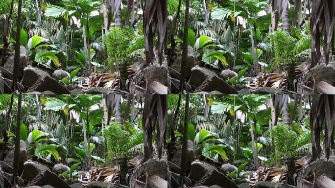 塞舌尔普拉兰岛的野生棕榈树森林