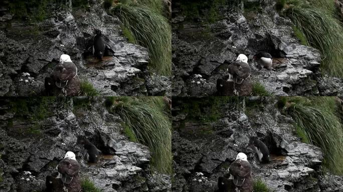 福克兰群岛: Rockhopper企鹅正在小瀑布下洗澡