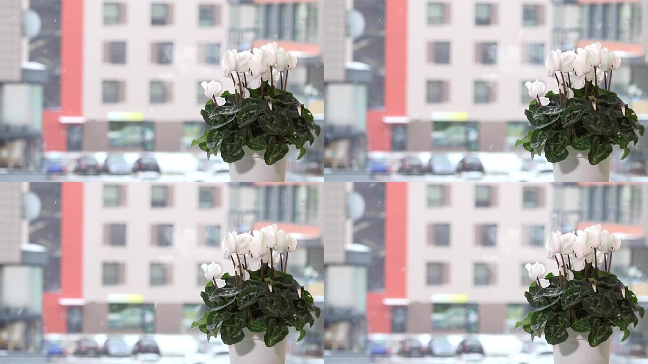 窗台上的花盆上的白色仙客来花，雪花落在外面