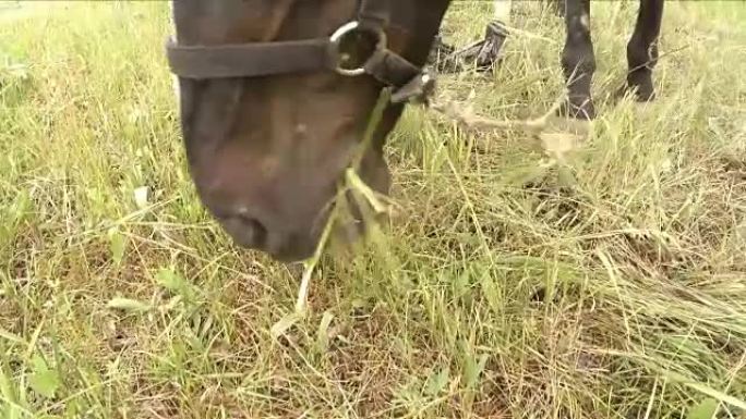 棕色马在草地上吃草