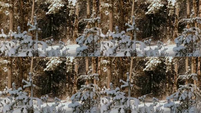 冬天森林里的雪树