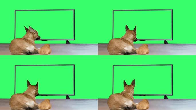 有趣的红狗和豚鼠看电视