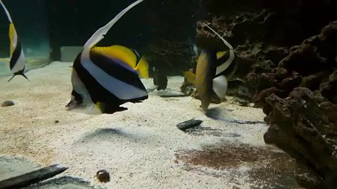 学校的bannerfish，也被称为虚假的摩尔人偶像素材视频