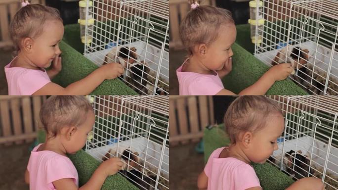 可爱的女孩给豚鼠一个苹果作为饲料。
