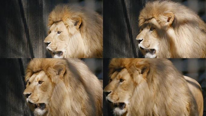 慢动作: 笼子里的非洲狮肖像