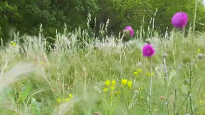 春天的草原草和花