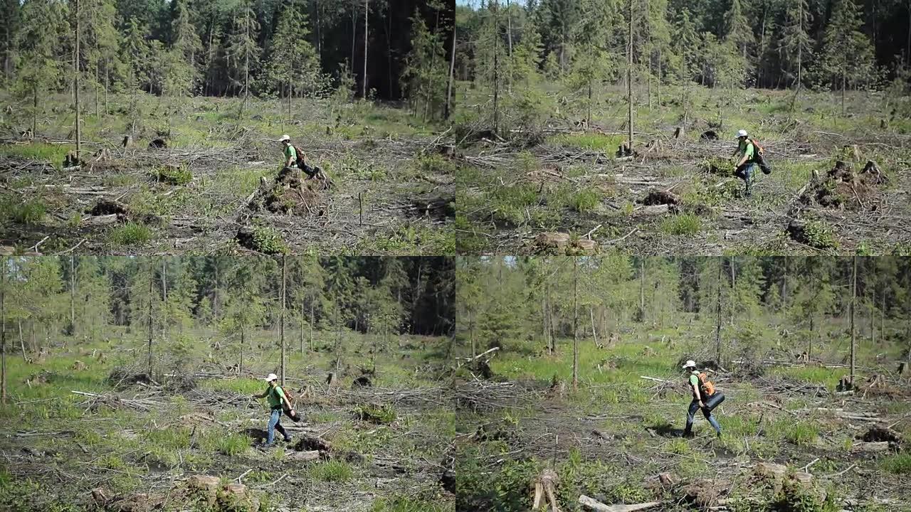 一个背着背包的人走在被砍伐的森林上。许多枯萎的老树树桩