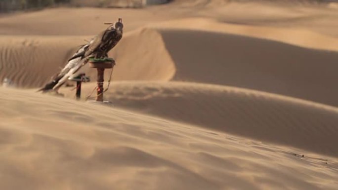 迪拜沙漠中的猎鹰