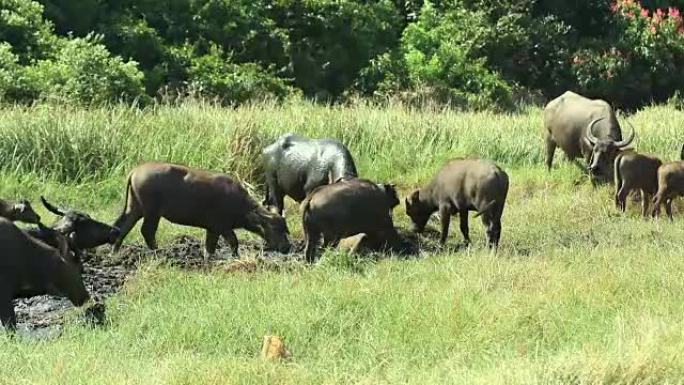 一群水牛在泰国野生动物保护区的泥洞中
